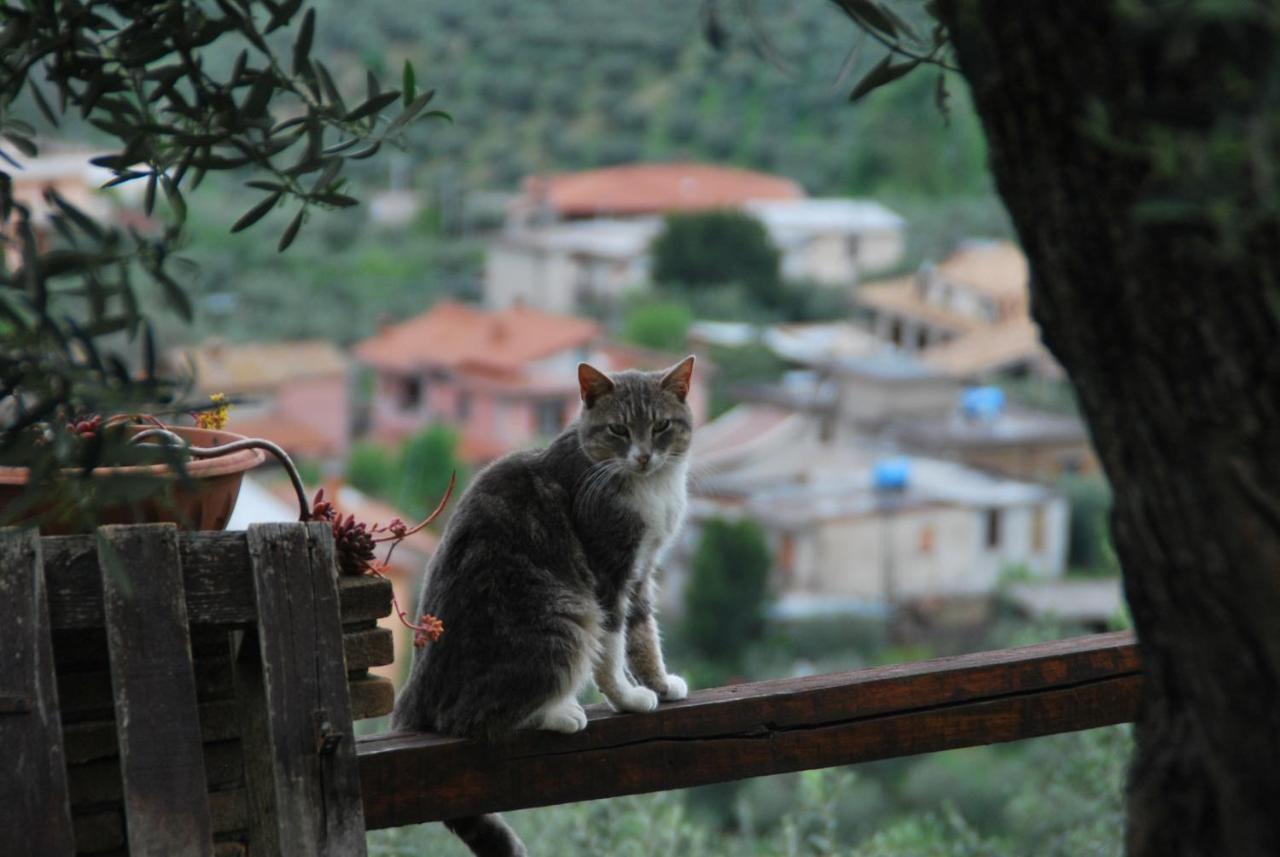 B&B A Casa di Silvia Rocca Massima Esterno foto